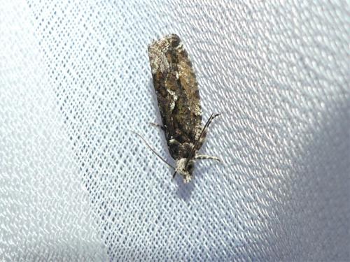 Réf. 327 130 : Zeiraphera isertana